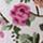 פרח ורוד+ירוק