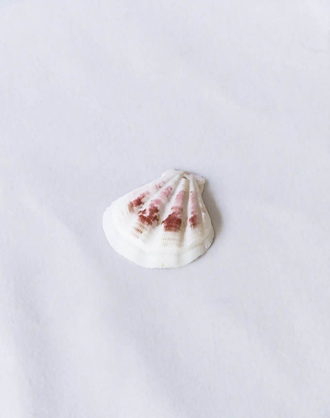 צדף+חור השחלה - צורת צדף