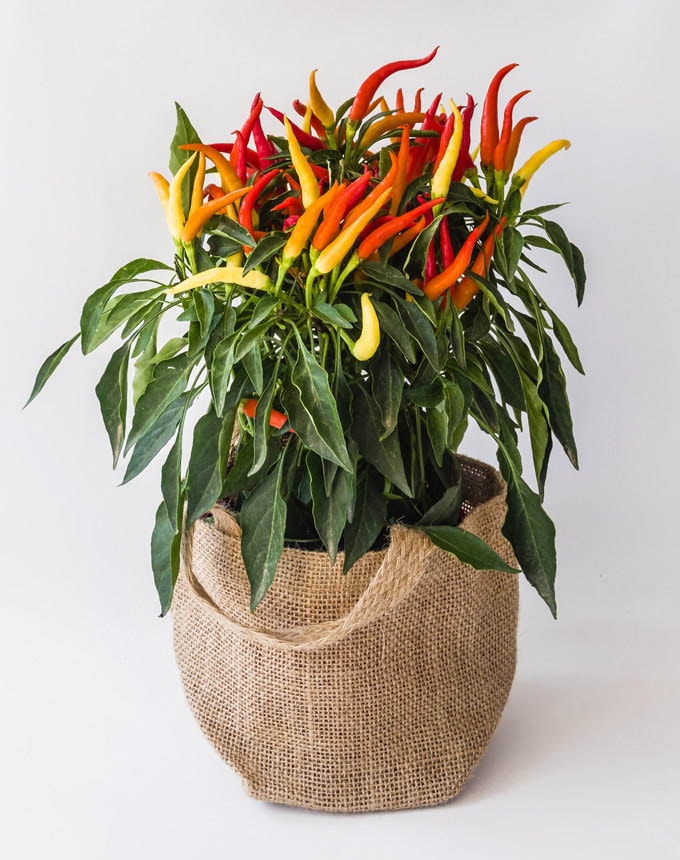 סלסלת יוטה - טבעי גדולה