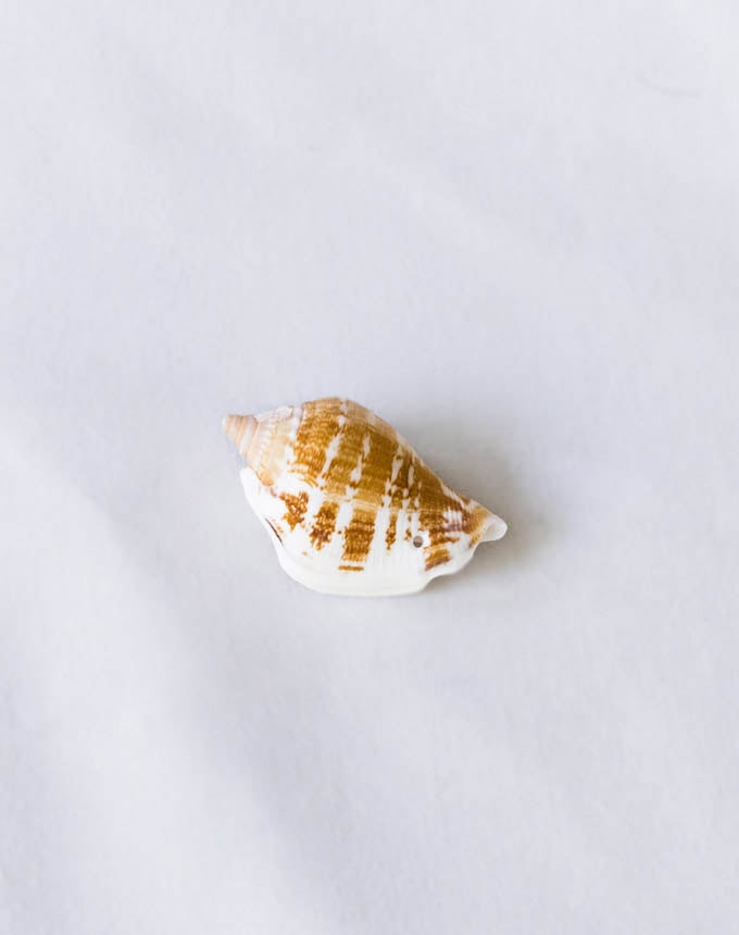 צדף+חור השחלה - צורת קונכיה