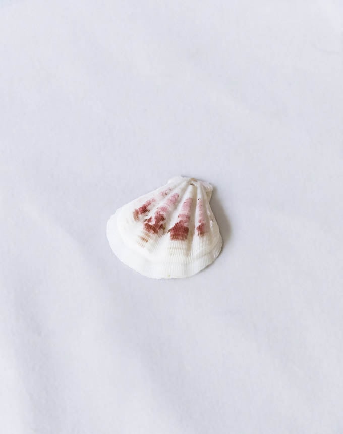 צדף+חור השחלה - צורת צדף